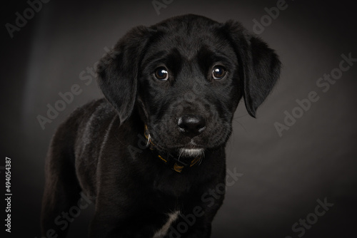 black mixed breed puppy  isolated on dark background