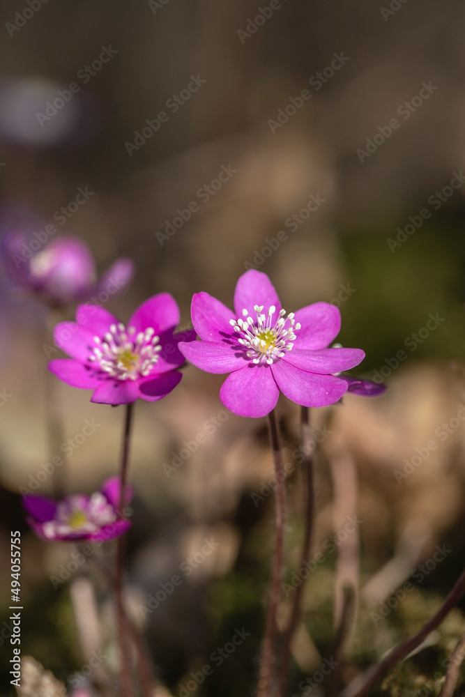 Rare and wild growing dark pink variety of a liverwort flower (Hepatica nobilis). Rare and wild growing dark pink variety of a liverwort flower (Hepatica nobilis).