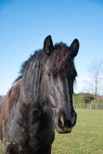 Vertical closeup shot of a black horse, Lasne, Belgium © Wirestock Creators