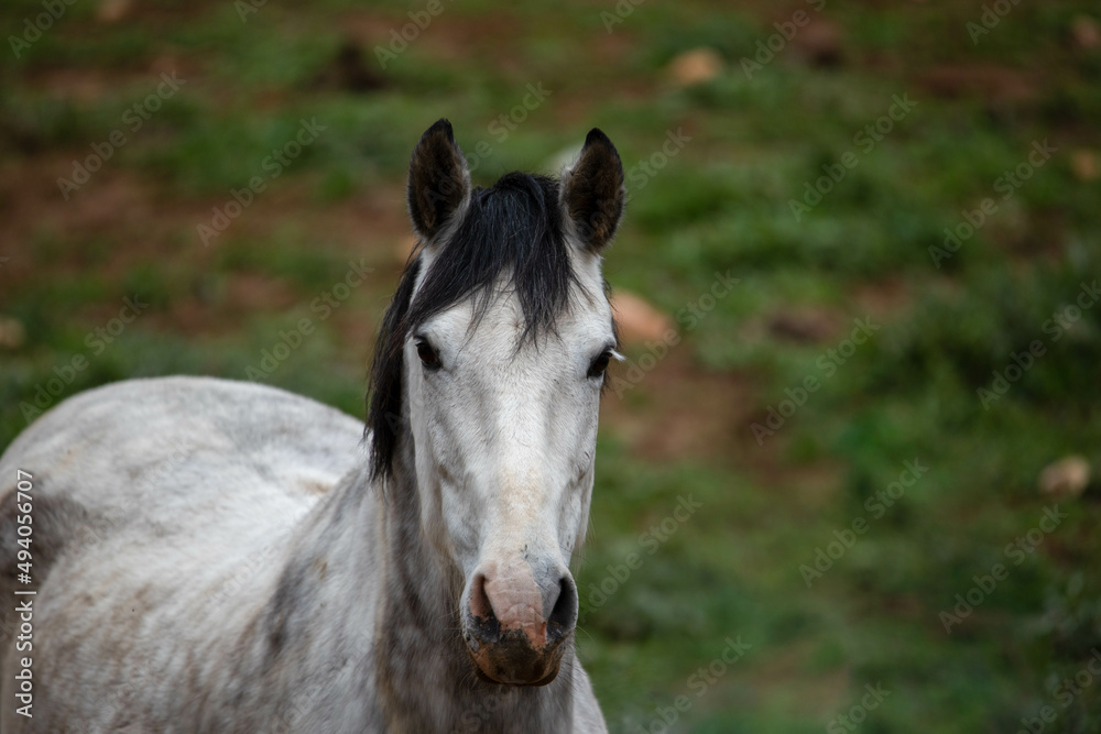 Beautiful white horse resting in his stable in the middle of the countryside, recovering energy to later gallop and run through the countryside with the equines. Beautiful white horse resting in his stable in the middle of the countryside, recovering energy to later gallop and run through the countryside with the equines.