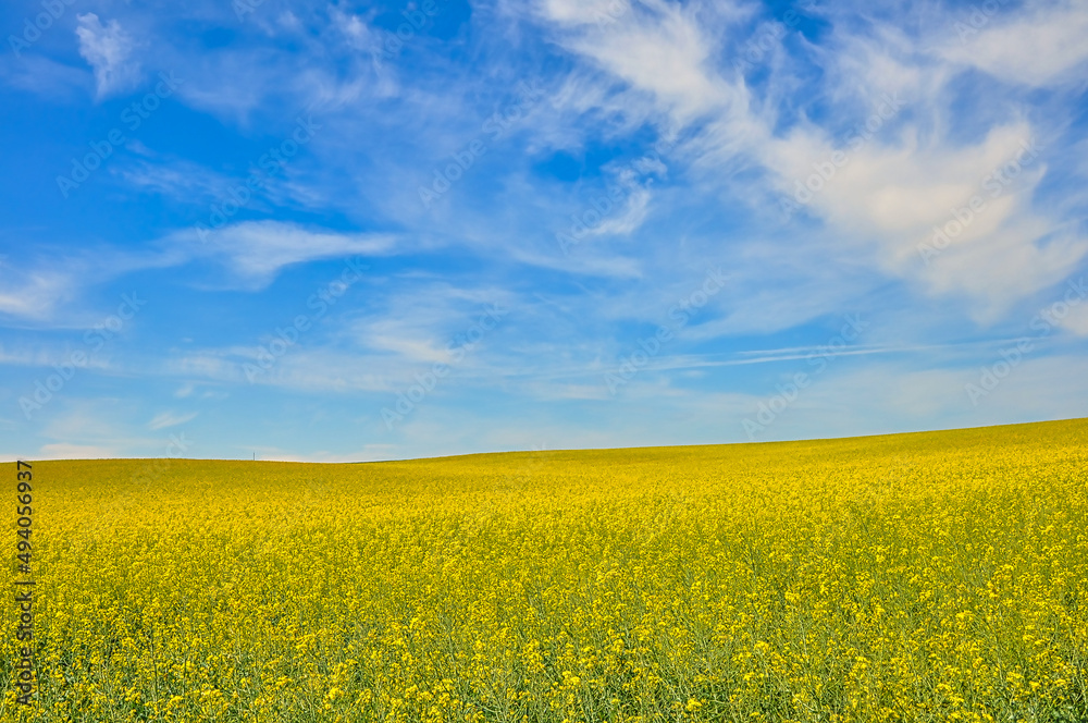 Rapsfeld, Rapsfelder, Hintergrund, Landschaft, Natur, Urlaub, Himmel, Sommer Rapsfeld, Rapsfelder, Hintergrund, Landschaft, Natur, Urlaub, Himmel, Sommer