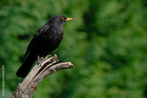 One of the most familiar birds in the parks and gardens of Europe, the blackbird. This is perched on a branch.
