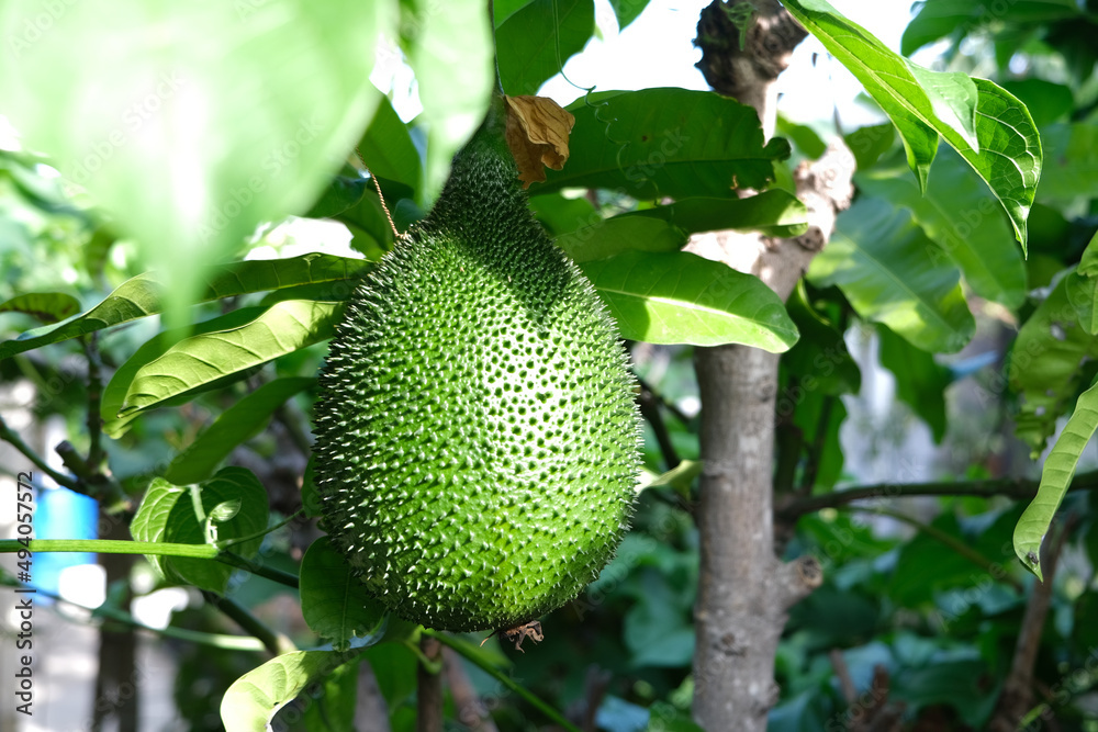 Cochinchin Gourd Gac, Momordica Cochinchinensis fruit on vine Cochinchin Gourd Gac, Momordica Cochinchinensis fruit on vine