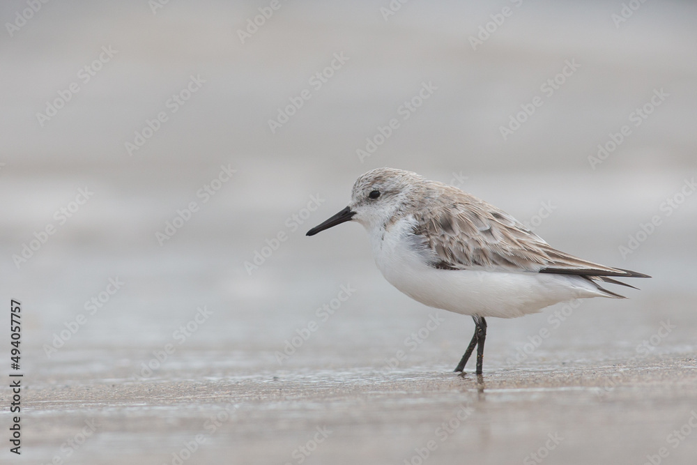 Sanderling Winter Plummage, Puerto Del Carmen Lanzarote Canary Islands Sanderling Winter Plummage, Puerto Del Carmen Lanzarote Canary Islands