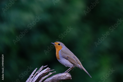 One of the most familiar birds in the parks and gardens of Europe, the robin. This is perched on a branch.
