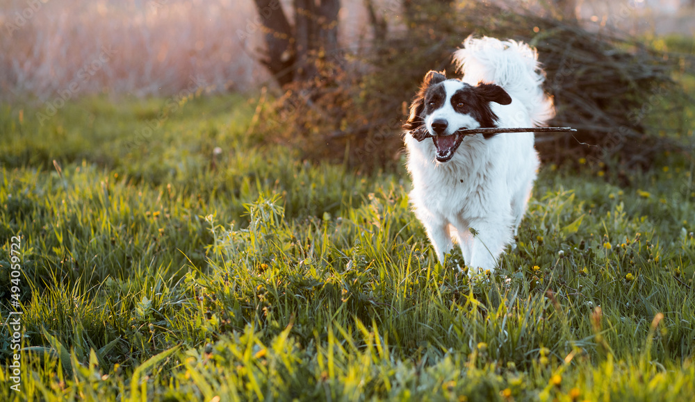happy white shepherd dog in meadow at sunset happy white shepherd dog in meadow at sunset