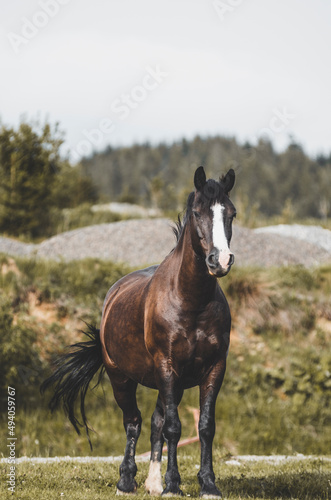 brown horse standing in the field