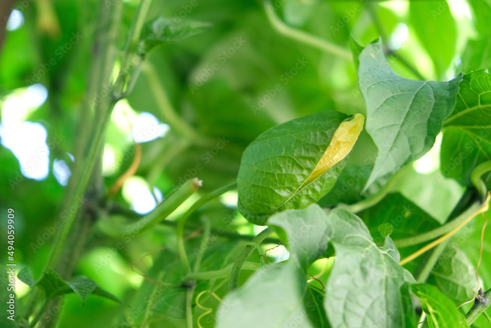 Gac fruit flower and some flower buds on vine. Cochinchin Gourd Gac, Momordica Cochinchinensis fruit. Gac fruit flower and some flower buds on vine. Cochinchin Gourd Gac, Momordica Cochinchinensis fruit.
