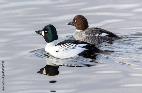 A Common Goldeneye duck couple swimming at close range with the male at the forefront and the female close by.  photo