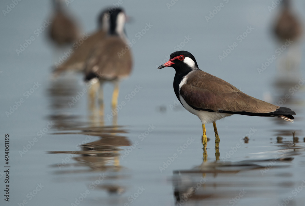 Red-wattled Lapwings at Bhigwan bird sanctuary Maharashtra Red-wattled Lapwings at Bhigwan bird sanctuary Maharashtra