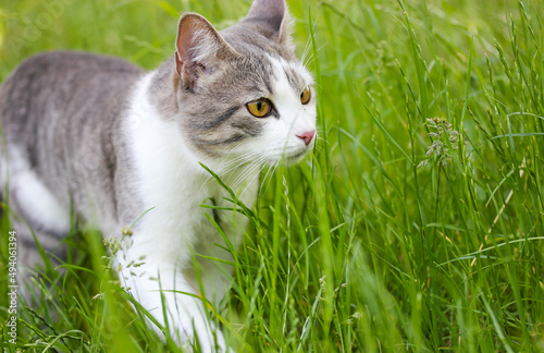 Tabby bicolor white gray hunter cat with yellow eyes walking in high green grass in spring. Feline outdoors in nature at summer day. Kat, gato, katt, gato, kot, kissa, chat. Feline body moving slowly. photo
