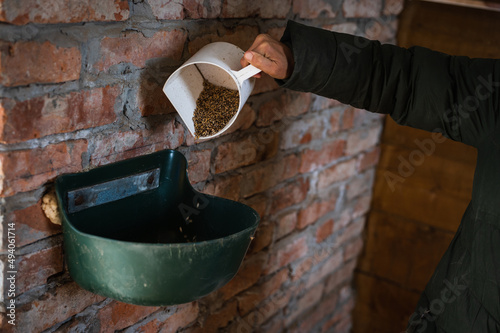 Woman's hand filling plastic feeder with raw oats for feeding horses in stable with brick walls