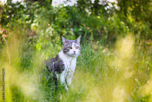 Tabby bicolor white and gray hunter cat with yellow eyes sitting in high green grass in spring garden. Feline outdoors in nature at sunny summer day. Kat, gato, katt, gato, kot kissa. Feline on a lawn photo