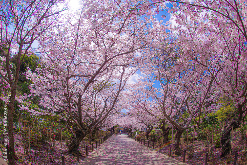 建長寺の満開の桜