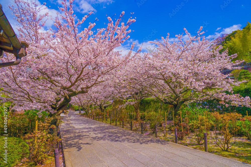 建長寺の満開の桜