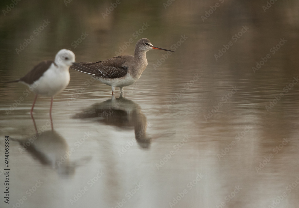 Fototapeta premium Selective focus on Spotted redshank at Asker marsh, Bahrain