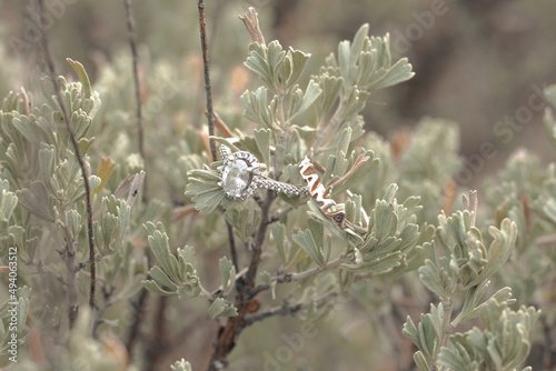 Beautiful Diamond Wedding Ring sitting in a Bush photo