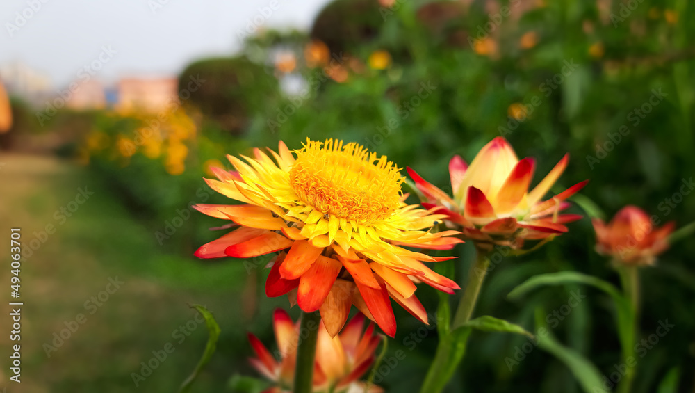Yellow Xerochrysum bracteatum Flower or straw flowers or golden everlasting . Yellow Xerochrysum bracteatum Flower or straw flowers or golden everlasting .