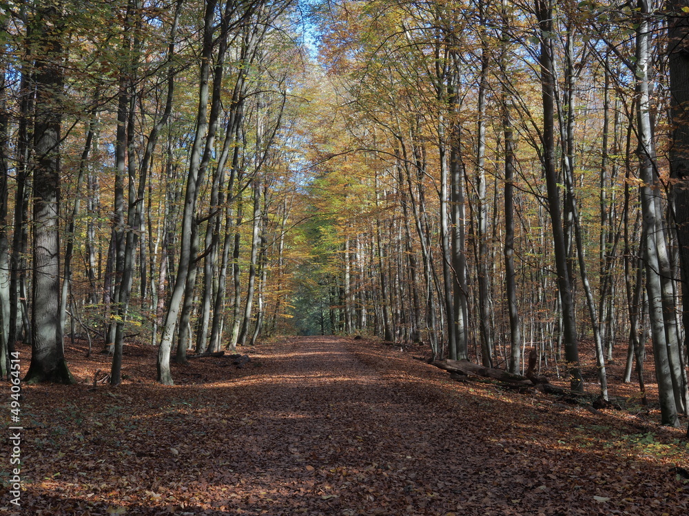 Obraz premium Hebstlicher Wald