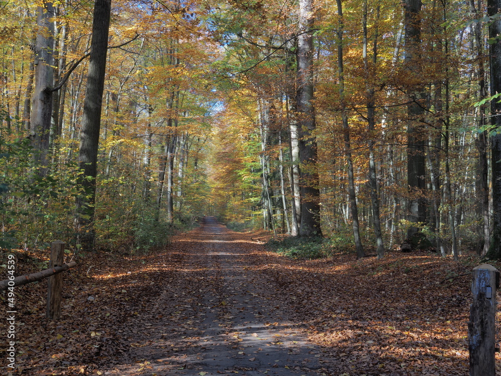 Obraz premium Hebstlicher Wald