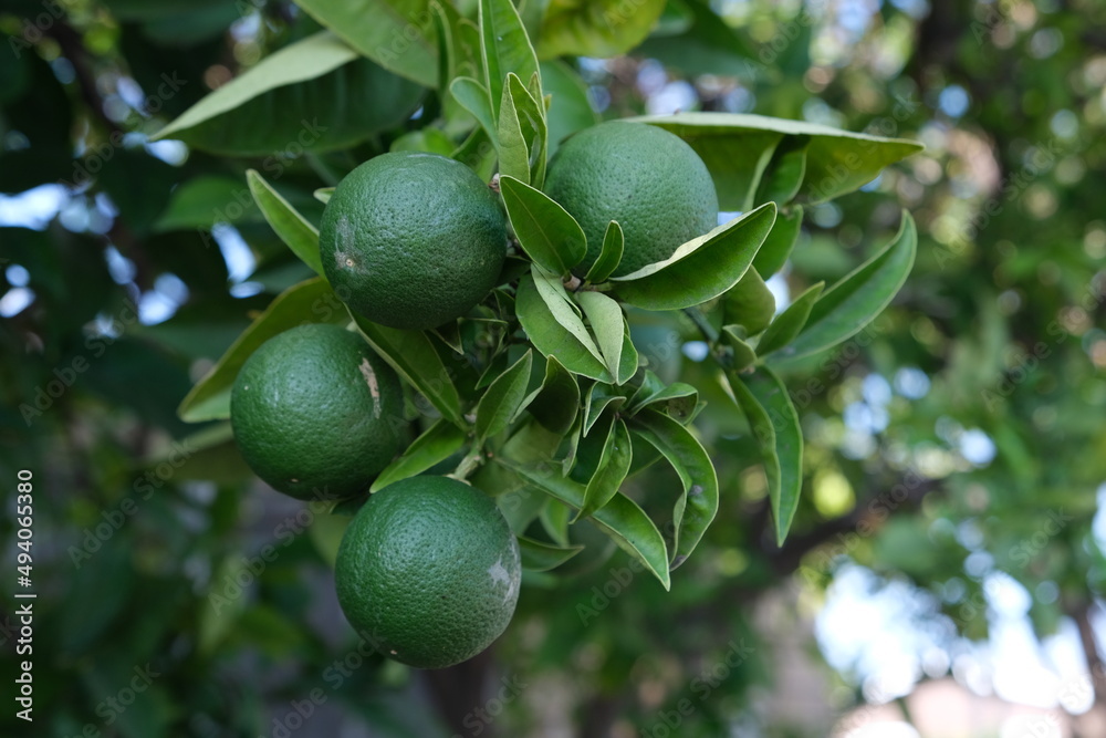 Lemon tree in the summer. Lemon tree in the summer.