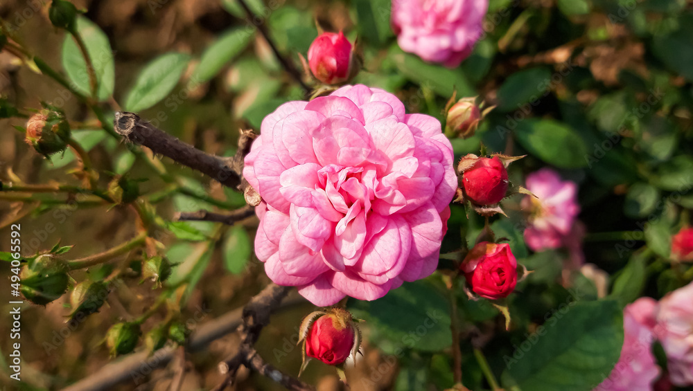 Rosa centifolia, also called cabbage rose. Pink flowers intensely and sweetly smell. Rosa Centifolia (Rose des Peintres) flower closeup Rosa centifolia, also called cabbage rose. Pink flowers intensely and sweetly smell. Rosa Centifolia (Rose des Peintres) flower closeup