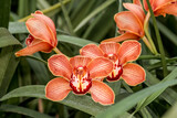 Boat Orchid (Cymbidium cv) in greenhouse