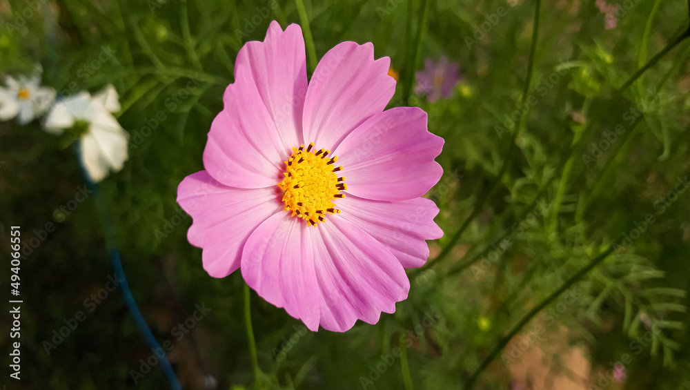 Pink cosmos flower with Blur Green Background . pink cosmos flower blooming in the Garden . Cosmos Bipinnatus with blurred background Pink cosmos flower with Blur Green Background . pink cosmos flower blooming in the Garden . Cosmos Bipinnatus with blurred background