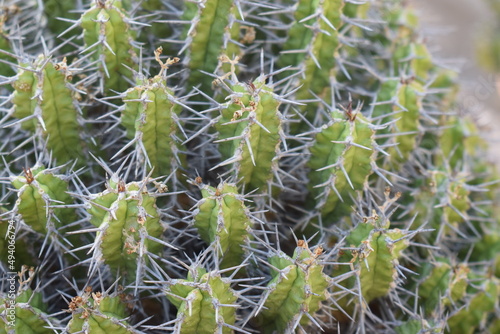 Thorny succulent plant (Euphorbia mitriformis) photo