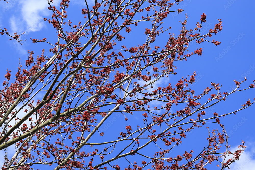 Tree Branches with Red Buds Against a Bright Blue Sky Tree Branches with Red Buds Against a Bright Blue Sky