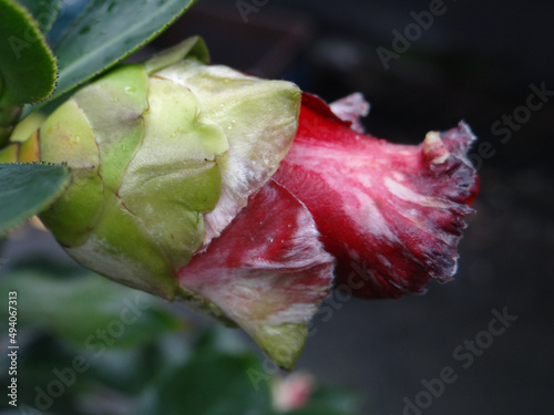 Red one from many varieties of camellias with ever-changing flower colors and shapes photo