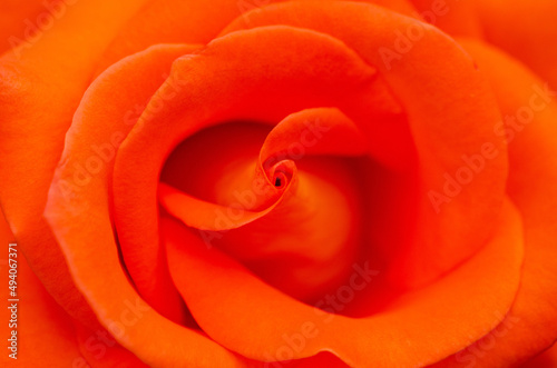Close up of an orange rose