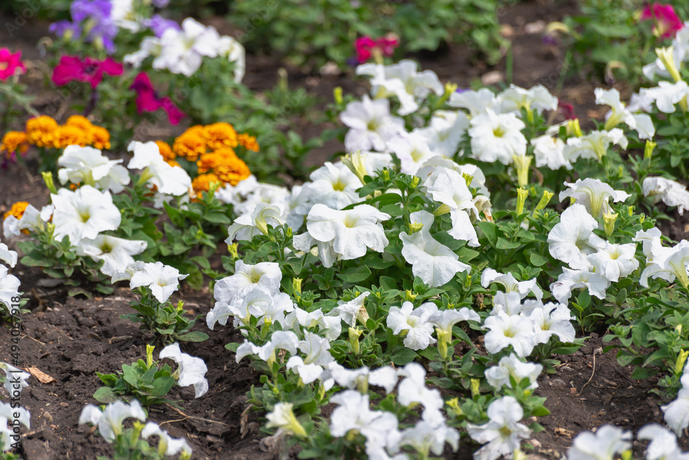 Flower bed with spring flowers. Flower bed with spring flowers.