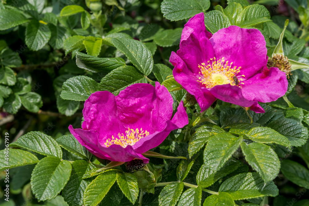 Rugosa Rose (Rosa rugosa) in garden