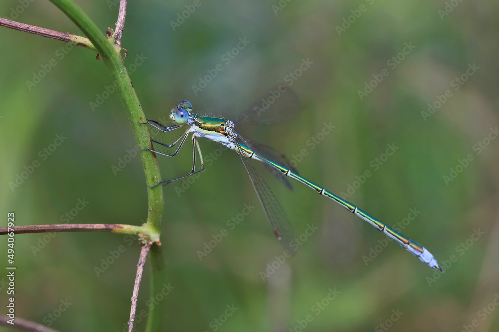 Dragonfly (Emerald dragonfly, Lestes dryas) has a small size, thin elongated Metallic shiny body. At rest, he keeps his wings open. Dragonfly (Emerald dragonfly, Lestes dryas) has a small size, thin elongated Metallic shiny body. At rest, he keeps his wings open.