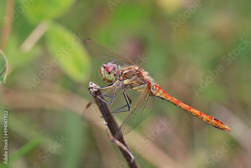 A dragonfly (Odonáta) sits on a grass stalk. The dragonfly's huge eyes look incredibly fantastic. Dragonflies are active predators that feed on insects caught on the fly. 