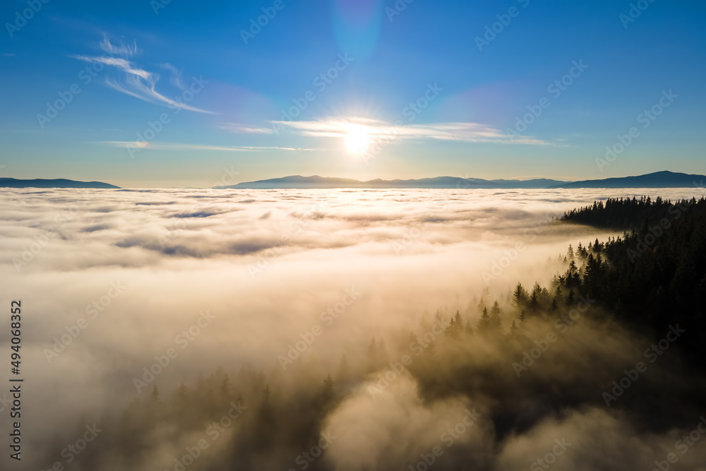 Aerial view of dark green pine trees in spruce forest with sunrise rays shining through branches in foggy autumn mountains