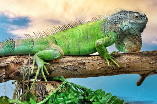 A big iguana lizard sitting on a tree on background of blue sky.