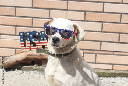 Proud white cute American dog celebrates Fourth of July USA Intendance day. A patriot dog with sunglasses in American flag colors standing outdoors at the brick wall. 
