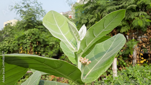 Akondo Leaf. Healing herbal - This is Giant Milkweed Tree . Calotropis gigantea orakondo leaf medicine Tree.  photo