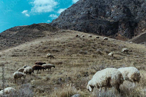 Beautiful shot of a flock of sheep grazing in the mountains
