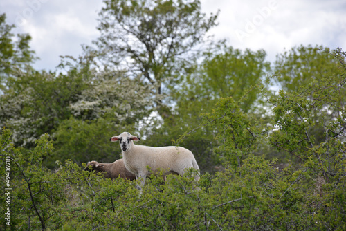 Beautiful shot of a Landrace of Bentheim at the forest photo