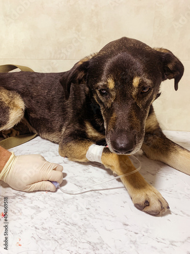 Sick black old dog at the vet clinic with intravenous drip. Ill pet treatment