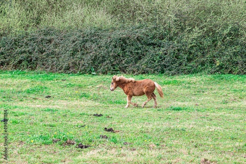 hispanic breton horses in the countryside  © David