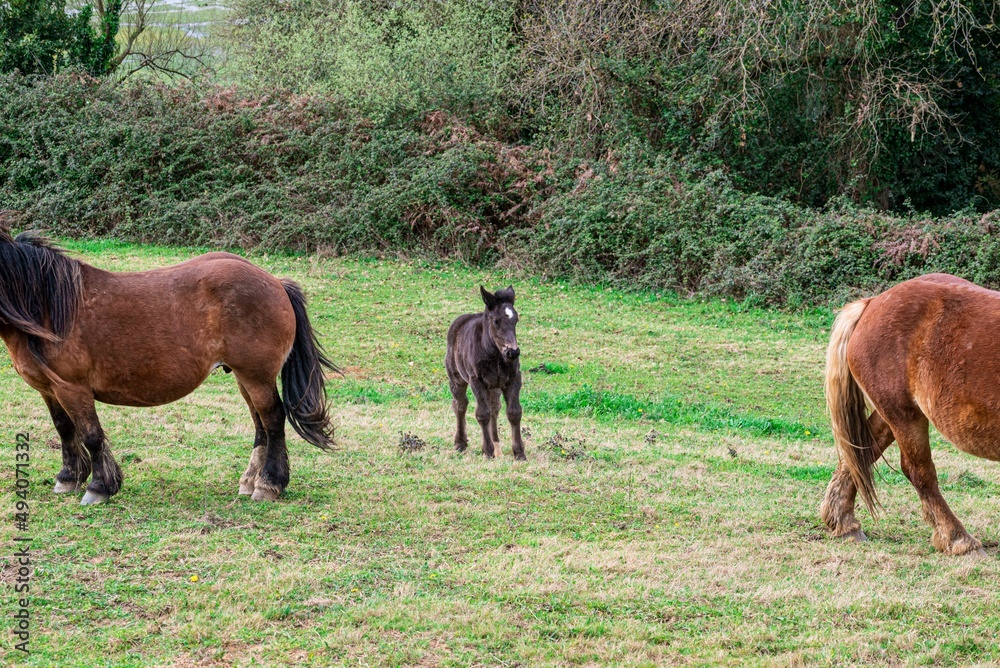 Fototapeta premium hispanic breton horses in the countryside 