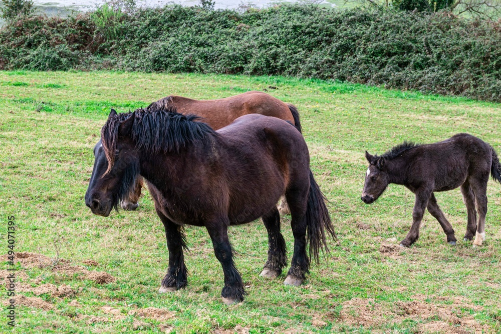 hispanic breton horses in the countryside hispanic breton horses in the countryside