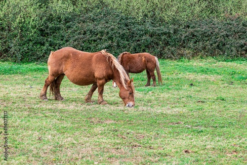 hispanic breton horses in the countryside 