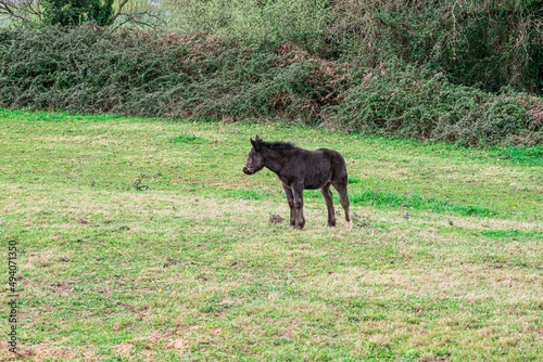 hispanic breton horses in the countryside 