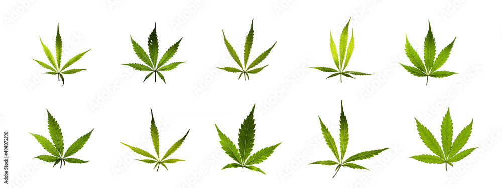Sign Encyclopedia of marijuana leaves with white backgound and color leaves