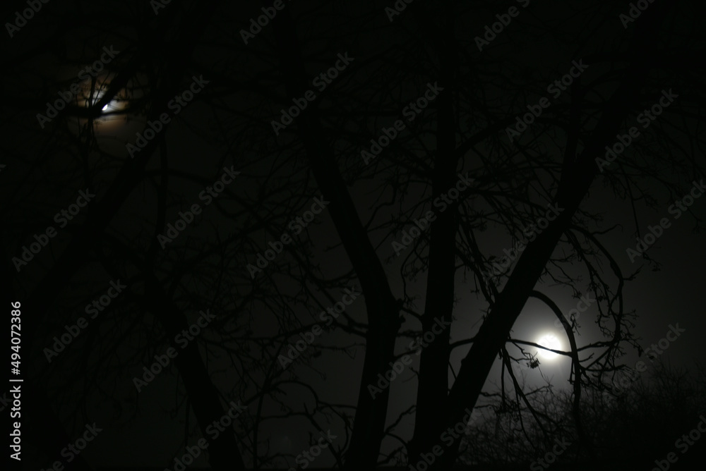 Moonlight at night and scary tree branches Moonlight at night and scary tree branches